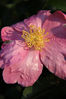 flower.jpg