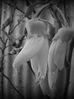 BW-kowhai3.jpg