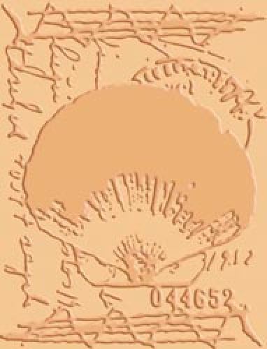 Cuttlebug - Embossing Folder - Shell Collage